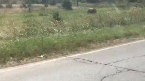 Мопеды сериал | Серия 1304