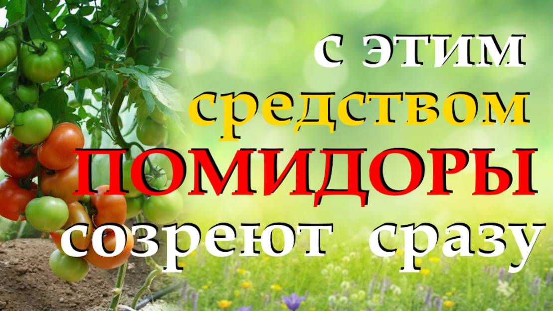 Как ускорить созревание томатов и повысить их вкусовые качества смотреть онлайн