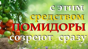 Как ускорить созревание томатов и повысить их вкусовые качества