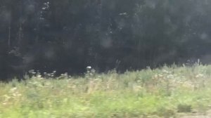 Мопеды сериал | Серия 1179