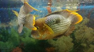 Акара бирюзовая