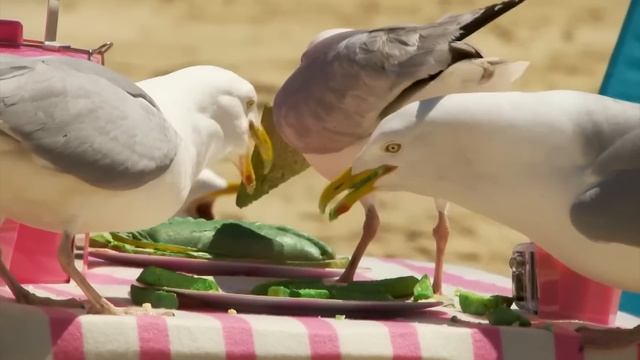 Они охотятся на Кроликов и держат в страхе Птиц! Чайки – настоящие ПИРАТЫ среди пернатых! смотреть онлайн