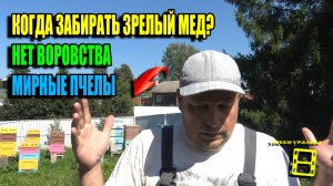 СЕКРЕТ ПЧЕЛОВОДСТВА - КОГДА ОТКАЧИВАТЬ МЕД, БЕЗ ВОРОВСТВА И ЗЛОБНЫХ ПЧЕЛ? ПЧЕЛОВОДСТВО 25-28
