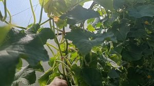 КУПИЛА АРБУЗ👍 ГОТОВЛЮ НА УЖИН ,НА ОБЕД. МУЖ КРАСИТ.