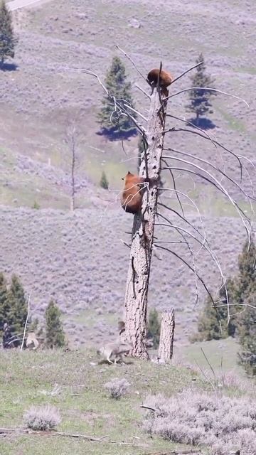 shorts    видео не моё   shorts