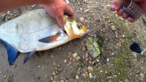 Рыбалка на донки в июле! Ловля леща на Оке!