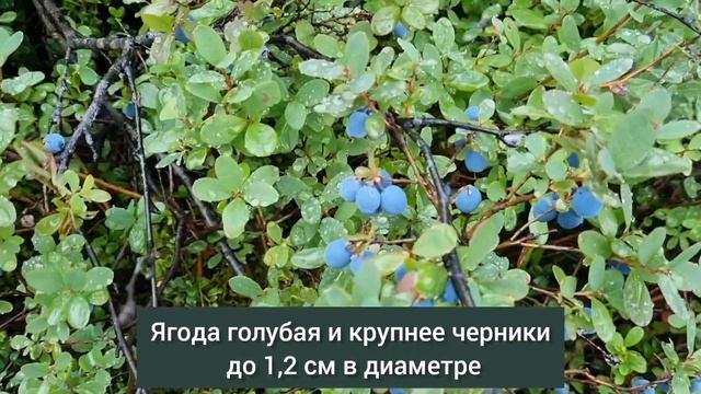 ЮленькаСимутис29383267