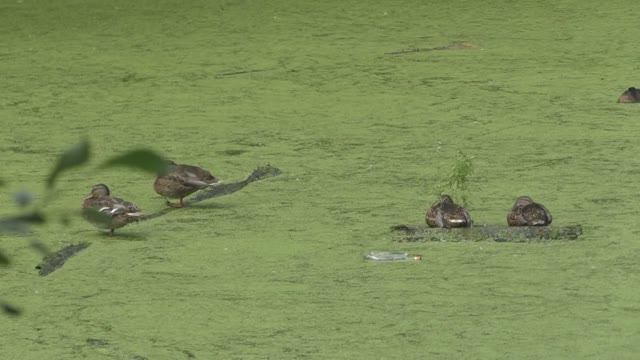 Прогулка по лесу после тропических ливней. Спящие утки на пруду.