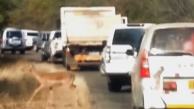 Не лучшая цель для Гепарда! Импала – невероятно Скоростная Летающая Антилопа! смотреть онлайн