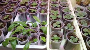 сеянцы глоксиний из семян! нам два месяца 🤗