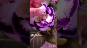 опыление глоксиний От начала до конца  !подробное видео ☺