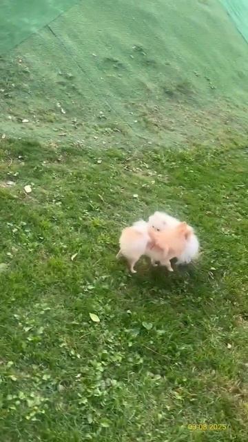 Померанские шпицы 03.08.2025