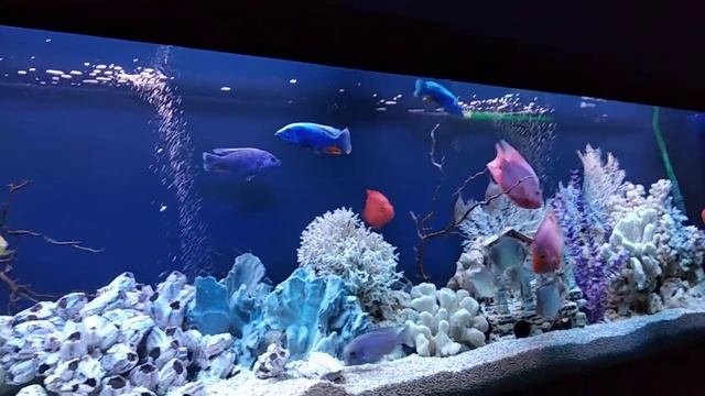 Территориальные войны в аквариуме