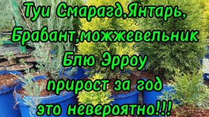 🌲Прирост туи Смарагд,Брабант, Янтарь, Вудварди,можжевельник Блю Эрроу, за год это не вероятно!!!🌲