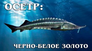 Осетр: Исчезающая Царь-Рыба | Интересные факты про осетра