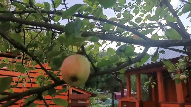 Небольшой обзор огорода и цветов на садовом участке. 3 августа 2025. смотреть онлайн