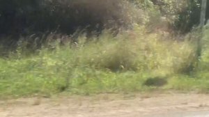 Мопеды сериал | Серия 1225