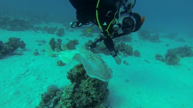 SUN SHINE, TURTLE BAY, PANARAMA REEF  (Diving Orange Groupe) Красное море (Red Sea) Egypt 2014