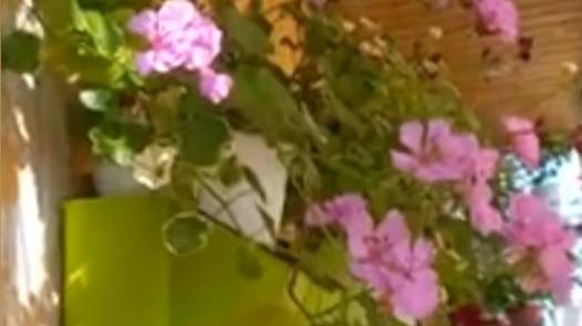 Правильная обрезка ампельной пеларгонии- залог эффектного цветения её куста. смотреть онлайн