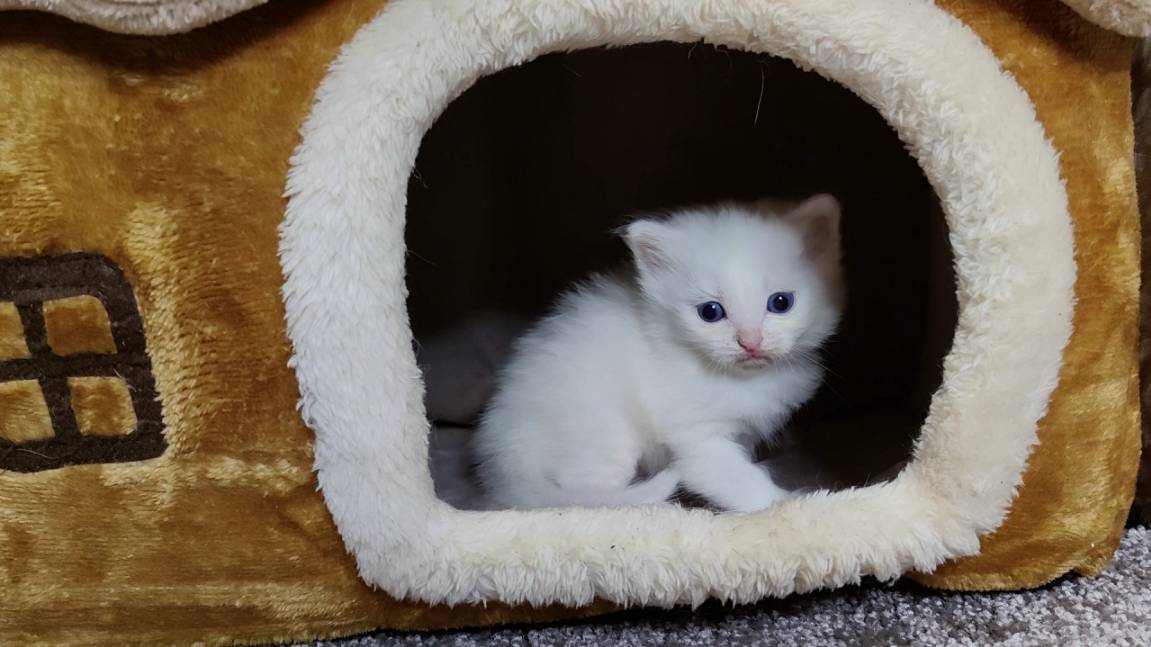 Мама-кошка и её белый котёнок. Счастливая кошачья семья. смотреть онлайн