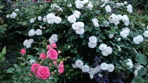 Универсальная Роза Аспирин (Aspirin Rose).