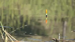 Ловля карася на маховую удочку с поплавком