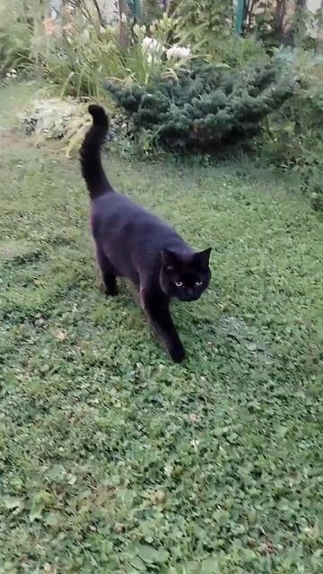 Хозяин, пойдём посидим, отдохнём))) 03.08.2025 смотреть онлайн