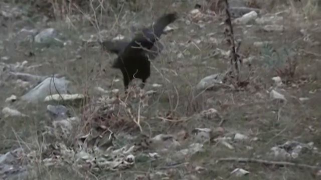 На что способен Ворон! Пернатый МЯСНИК, который охотится даже на Кроликов!