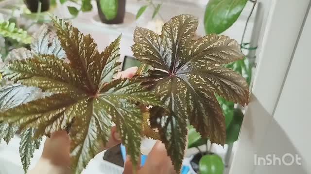 Сажаю цветы и болтаю.🌳🌺🌴🌹🌵