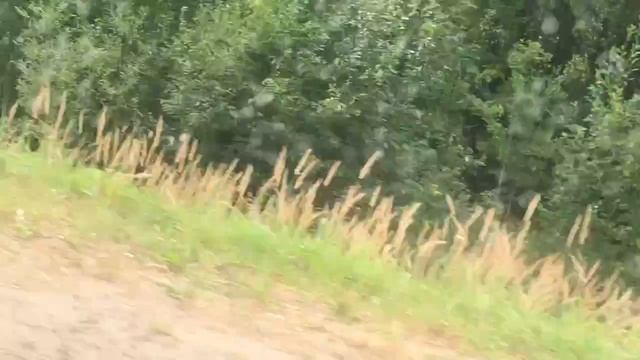 Мопеды сериал | Серия 1208