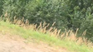 Мопеды сериал | Серия 1208