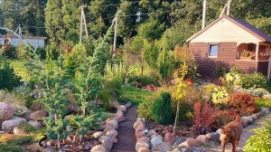 Мой дачный прудик.💚🐸🌾Почистила от тины. Вечерняя подсветка🔥