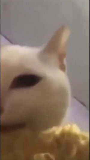 Смешные коты #70-8