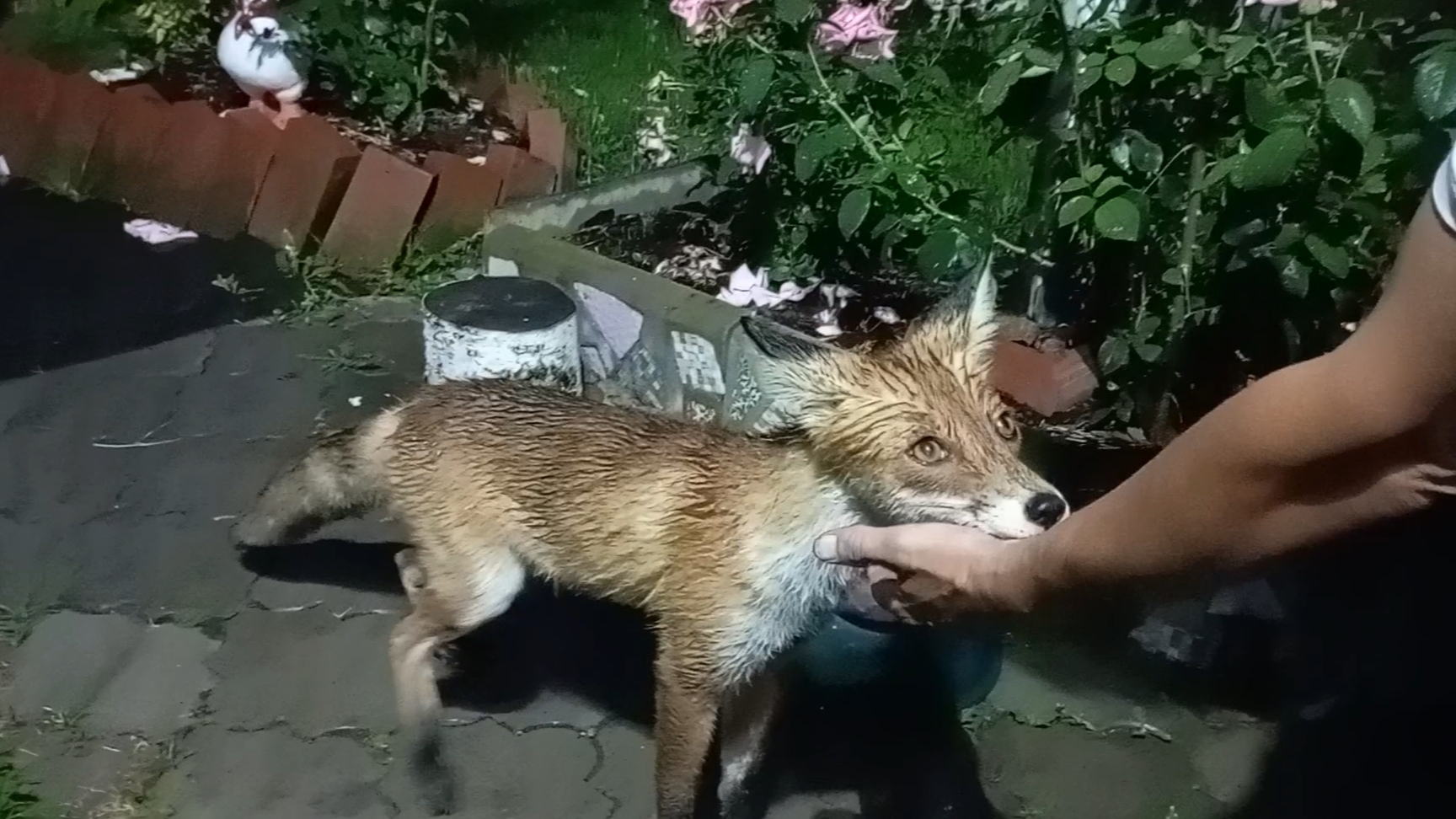 (1082) Лиса приходит в гости. Август 2025 смотреть онлайн