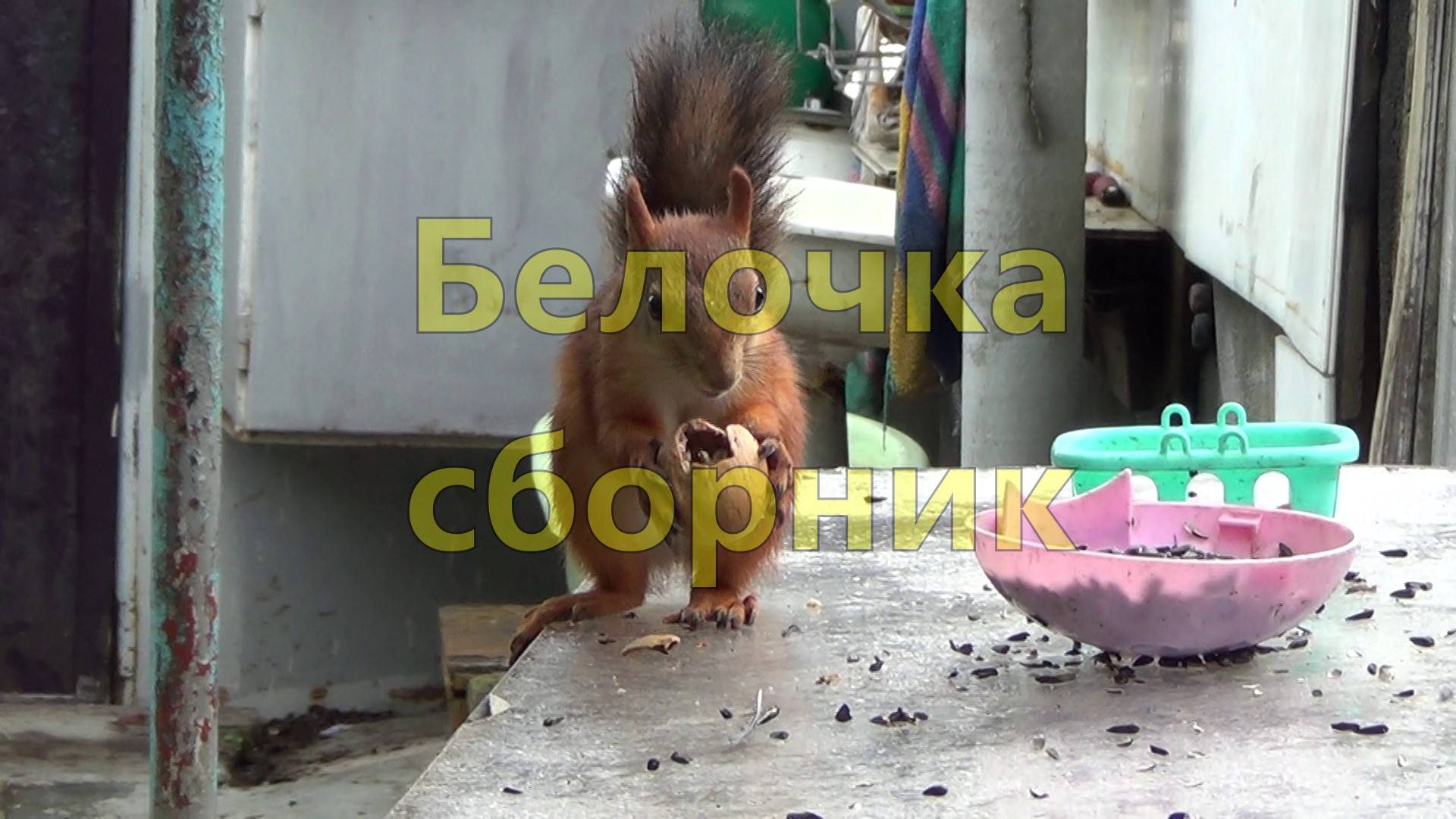 Белочка сборник смотреть онлайн