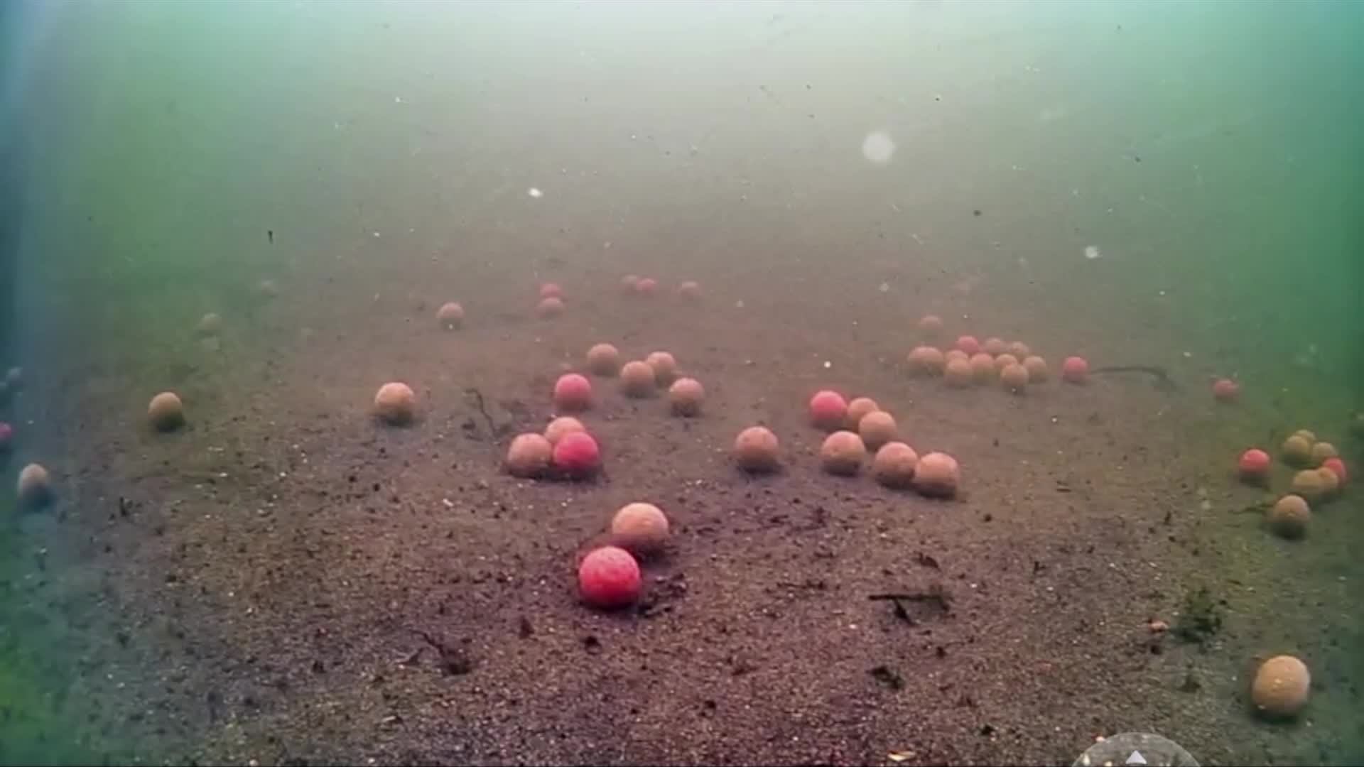 carp смотреть онлайн