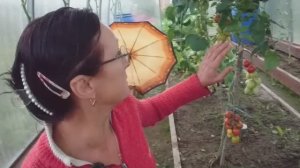 Видео привет с 6 соток 5 августа 2025 года