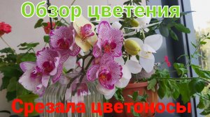 Обзор орхидей. Летнее цветение продолжается. Срезала цветоносы!