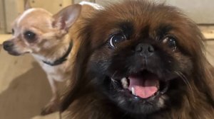 Горох на красной площади