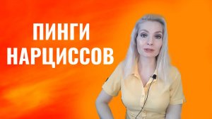 Пинги нарциссов