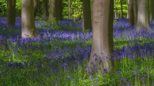 Блаженство - Прекрасная расслабляющая музыка с флейтой, фортепиано, гитарой и звуками птиц