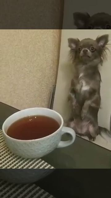 Хлоя актриса😂