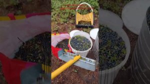 Сбор черники граблями 25 см шириной. 2025 г.