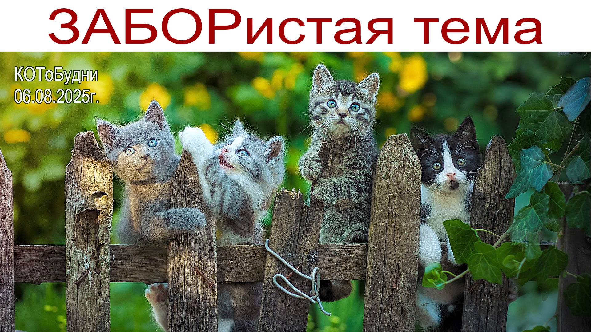 ЗАБОРистая тема в загородном доме или КОТоБудни начала августа 2025г. смотреть онлайн