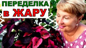 Они полностью испортили клумбу. Я восстановила в экстремальных условиях. Колеусы в саду