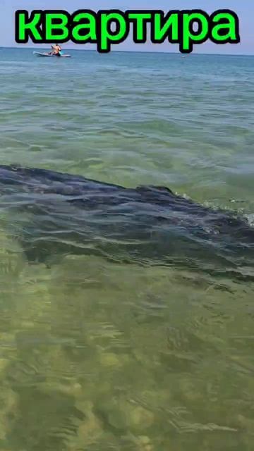 Дельфины море пляж Анапа Витязево