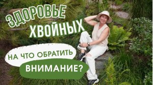 ЗДОРОВЬЕ ХВОЙНЫХ: на что обратить внимание?!