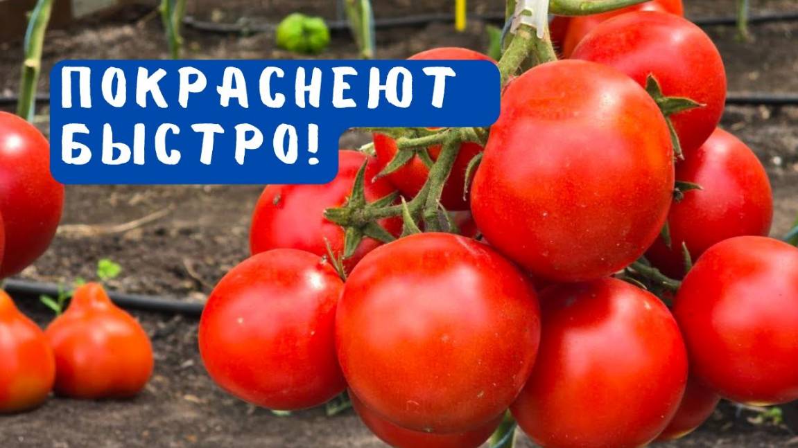 Все помидоры вмиг покраснеют на кусту! Проверенный способ! смотреть онлайн