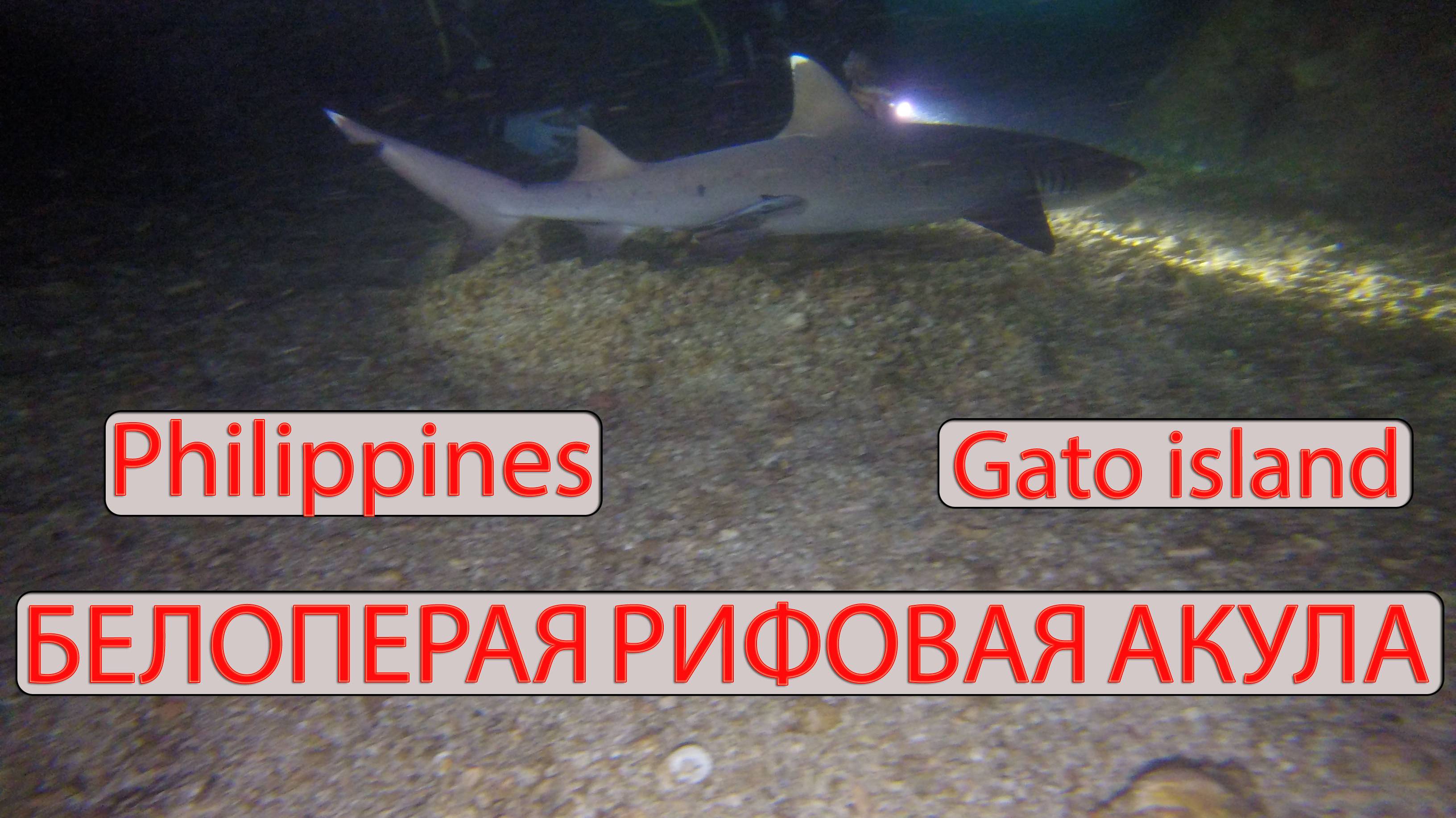 ORANGE GROUP - Philippines, Malapascua, Gato Island, Белоперая Рифовая Акула 2017