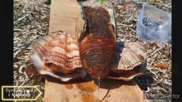 Мыс Свободный / после шторма / много морепродуктов / маяк Тонин